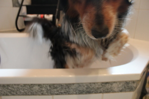 Fluchtversuch war nur kurzfristig erfolgreich. Im nächsten Moment war ich schon wieder - na ratet mal - klar, in der BADEWANNE!